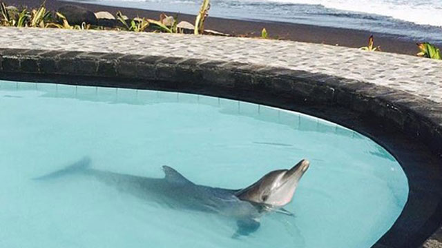 Wake Bali Adventure Dolphins Trapped in a Chlorinated Pool