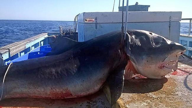 Giant Tiger Shark Caught off Tweed Heads